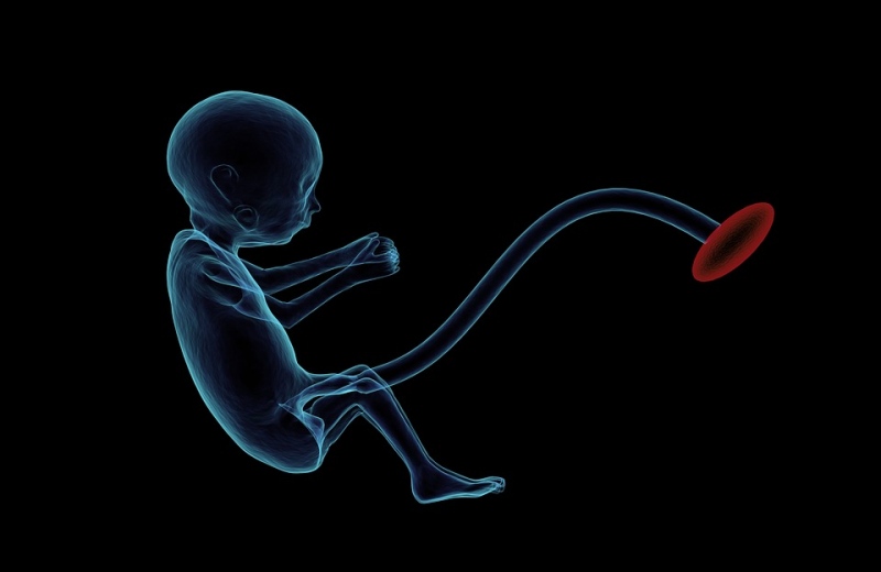 胎儿血红蛋白主要成分了解一下胎儿血红蛋白的重要性