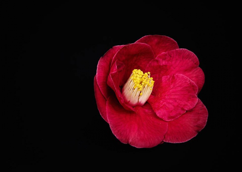 玫瑰花美容方法怎么使用玫瑰花护理皮肤
